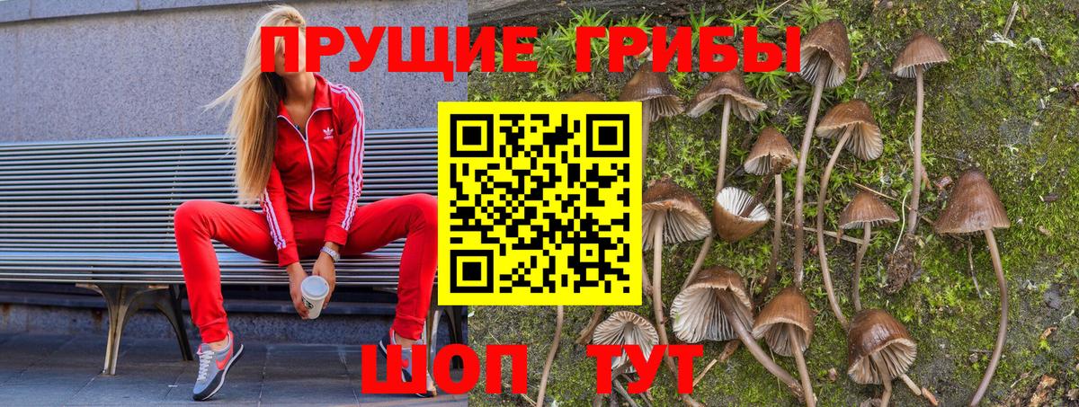 Псилоцибиновые грибы Psilocybine cubensis Бугуруслан